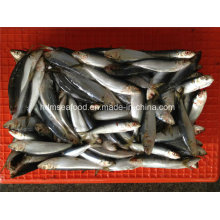 W / R Pequeno Especificação Peixe congelado fresco de sardinha para conservas